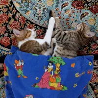 واگذاری گربه