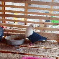 کله سفید نر پاک و بدون غلط عروسک