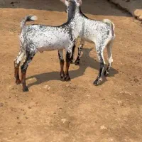 بره و بز|حیوانات مزرعه|فومن, |دیوار