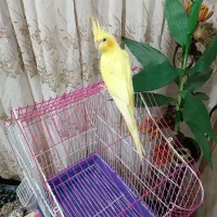 عروس هلندی لوتینو۱۲ماهه بسیار زیبا|پرنده|سنندج, |دیوار