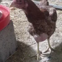 مرغ لاری تخمگذار