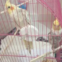 عروس هلندی با قفس