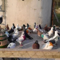 کبوتر پروازی خارجی و ایرانی