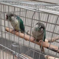 گرینچیک تراکویس 11 ماهه دارای تست جنسیت