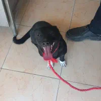 مجسمه سگ اشپیتزل پاکوتاه|سگ|هشتگرد, شهرک سهیلیه|دیوار