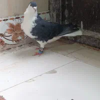 ساده رنجر.