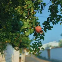 فروش حواله سمند سورن