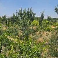 باغ و باغچه ۳۵۵ متری/سندتکبرگ/مجوزدار|فروش زمین و ملک کلنگی|شهریار, |دیوار