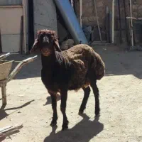 بره نر