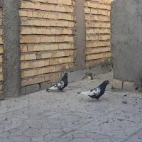 کبوتر سینه سیاه