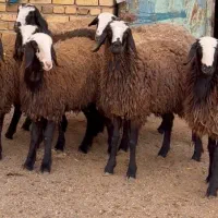 فروش میش نژاد شال دوقلوزا