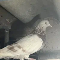 ۲ماده سورور نشون دار