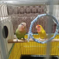 جفت طوطی کوتوله|پرنده|یزد, |دیوار