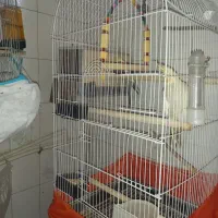 عروس هلندی