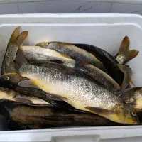 ماهی بزرگ و تازه|ماهی|دورود, |دیوار