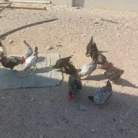 مرغ و خروس|حیوانات مزرعه|کاکی, |دیوار