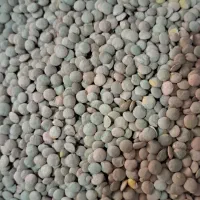 برنج لپه نخود عدس|خوردنی و آشامیدنی|عجب شیر, |دیوار