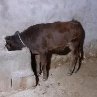 گوساله شیری|حیوانات مزرعه|ایذه, |دیوار