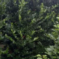 فروش یاس هلندی شمشاد طلایی سبز|گل و گیاه طبیعی|آمل, |دیوار