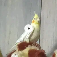 گمشده فوری طوطس عروس|حیوانات|آستانه اشرفیه, |دیوار