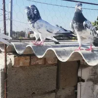 کبوتر تیدی پاکستانی