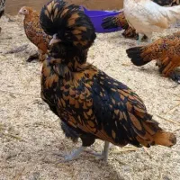 مرغ سلطان
