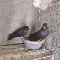 کبوتر