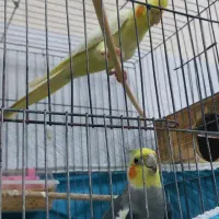 جفت طوطی عروس|پرنده|رشت, کوی جام جم|دیوار