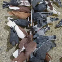 کفتر پلاکی|پرنده|فولادشهر, زاینده رود|دیوار