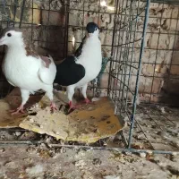 کفتر طوقی و پلاکی وشهرستانی|پرنده|شهریار, شهرک بهاران (ویره)|دیوار