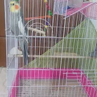 پرنده عروس هلندی نر