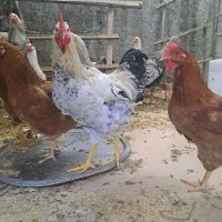 ۵ عدد خروس برای فروش موجوده|حیوانات مزرعه|کلاچای, |دیوار