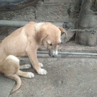 سگ شکاری دورگ المانی