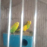 مرغ عشق