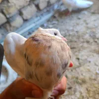 کفتر