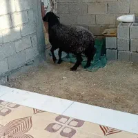 گوسفند ماده
