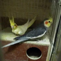 عروس هلندی مولد جوجه داده|پرنده|تهران, هاشمی|دیوار