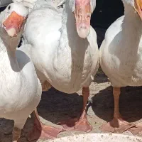 غاز|حیوانات مزرعه|زابل, |دیوار