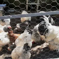 تخم مرغ نطفه دار برهما رومانی با درصد بالا