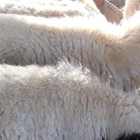 بره وقوچ و بزغاله وصابرین|حیوانات مزرعه|هندمینی, |دیوار