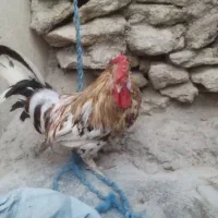 خروس شهری|حیوانات مزرعه|قشم, |دیوار