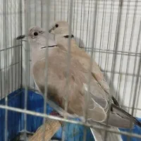 سهره قناری فنج مرغ عشق کبوتر طوطی قناری بلدرچین|پرنده|کرمانشاه, |دیوار