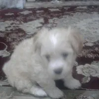 توله یورگ شایر تریر|سگ|پاکدشت, پاکدشت (مامازند)|دیوار