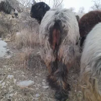 قوچ|حیوانات مزرعه|سپیدان, |دیوار