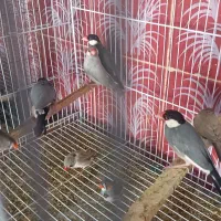 عروس و فنچ نرگسی