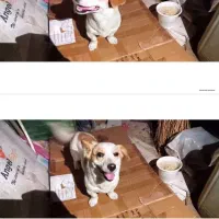 سگ پا کوتاه خانگی