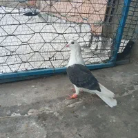 چند عدد کفتر صید|پرنده|شیروان (خراسان), |دیوار