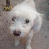 سگ خوشگل ناناز