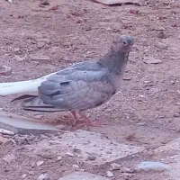 کبوتر