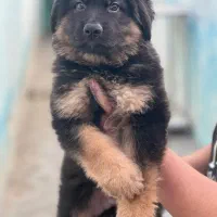 سگ ژرمن شپرد شولاین موبلند حرفه ای|سگ|تهران, باغ فیض|دیوار